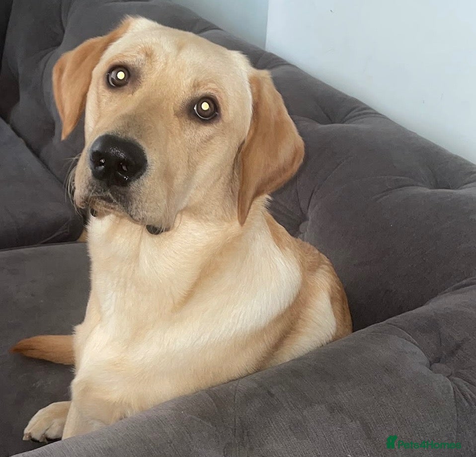 Labrador Retriever dogs Loving Labrador Retriever – Our Gorgeous Boy Rusty - Advert 1