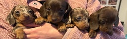 Miniature Dachshund dogs for sale: KC Miniature Dachshund Puppies  - Advert 1
