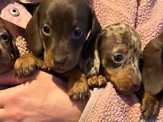 Miniature Dachshund dogs KC Miniature Dachshund Puppies - Advert 5