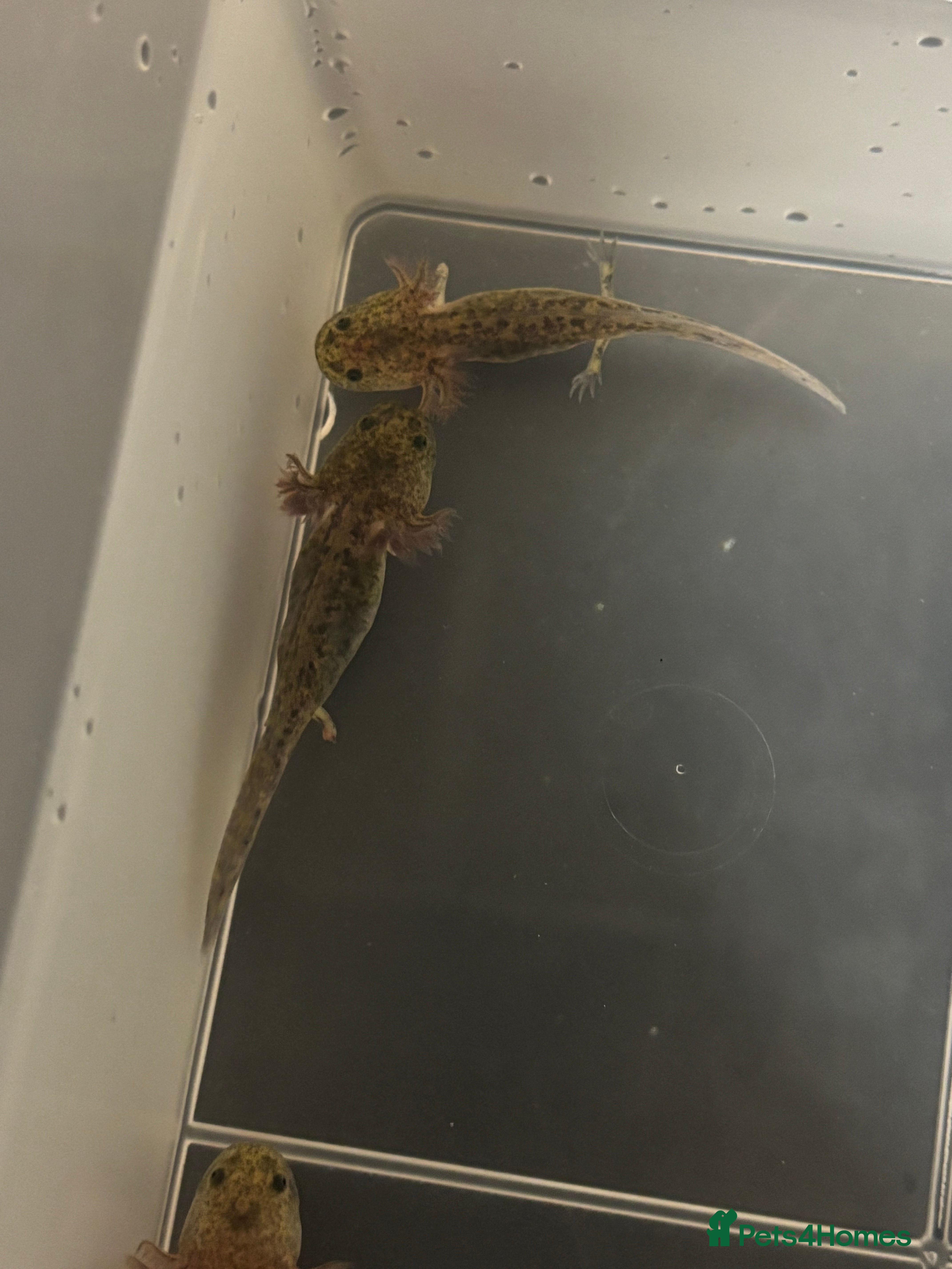 Axolotl reptiles Baby axolotls for sale - Advert 8