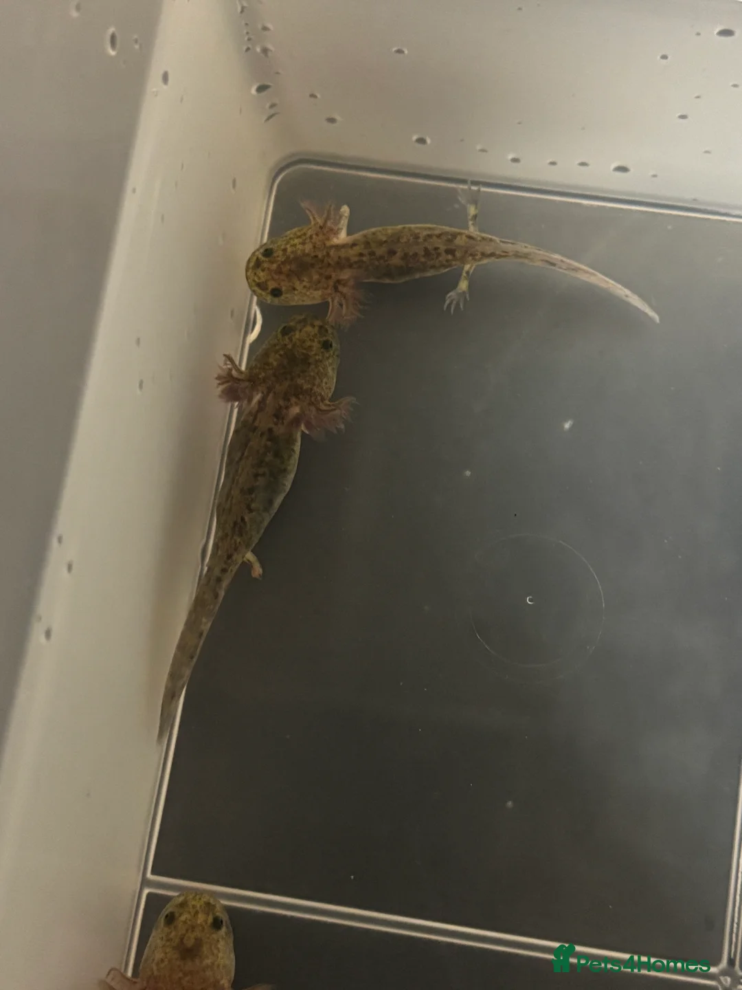 Axolotl reptiles for sale: Baby axolotls for sale - Advert 2