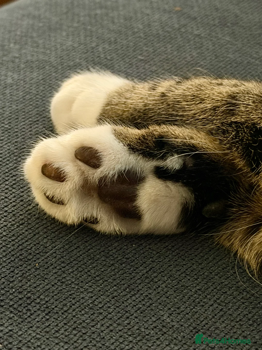 Mixed Breed cats for sale: Affectionate & super friendly cat need a new home in Tunbridge Wells - Advert 2