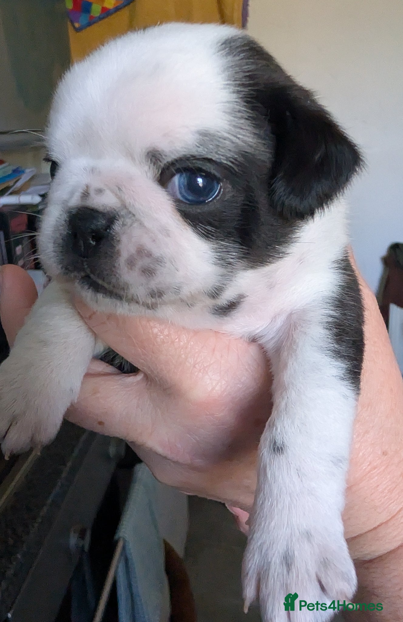 Pug dogs A beautiful litter of pugs  - Advert 1