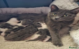 British Longhair cats for sale: Tabby mix kittens - Image 10