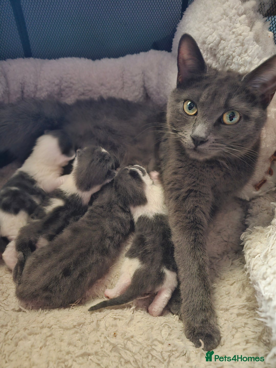 British Longhair cats for sale: Tabby mix kittens - Image 10
