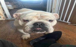 English Bulldog dogs for sale: Brother and sister for sale £2500 for both  - Advert 10