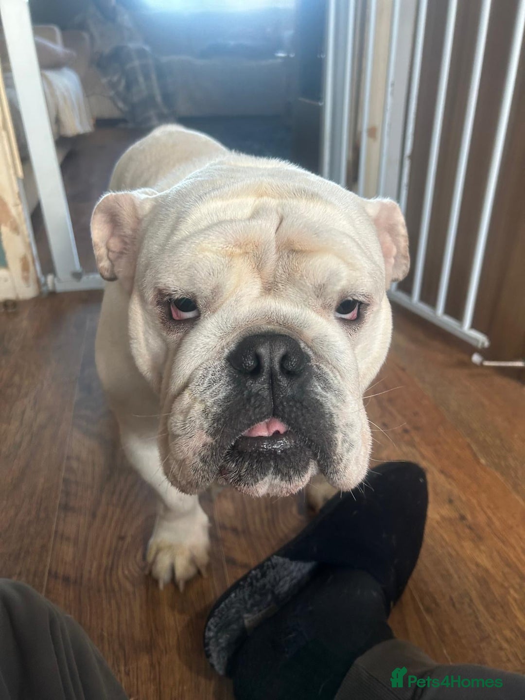 English Bulldog dogs for sale: Brother and sister for sale £2500 for both  - Advert 10