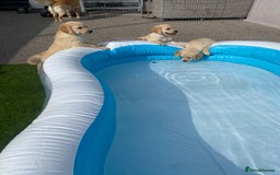 Golden Retriever dogs for sale: Beautiful KC reg Fluffy Golden Retriever Puppies - Image 24