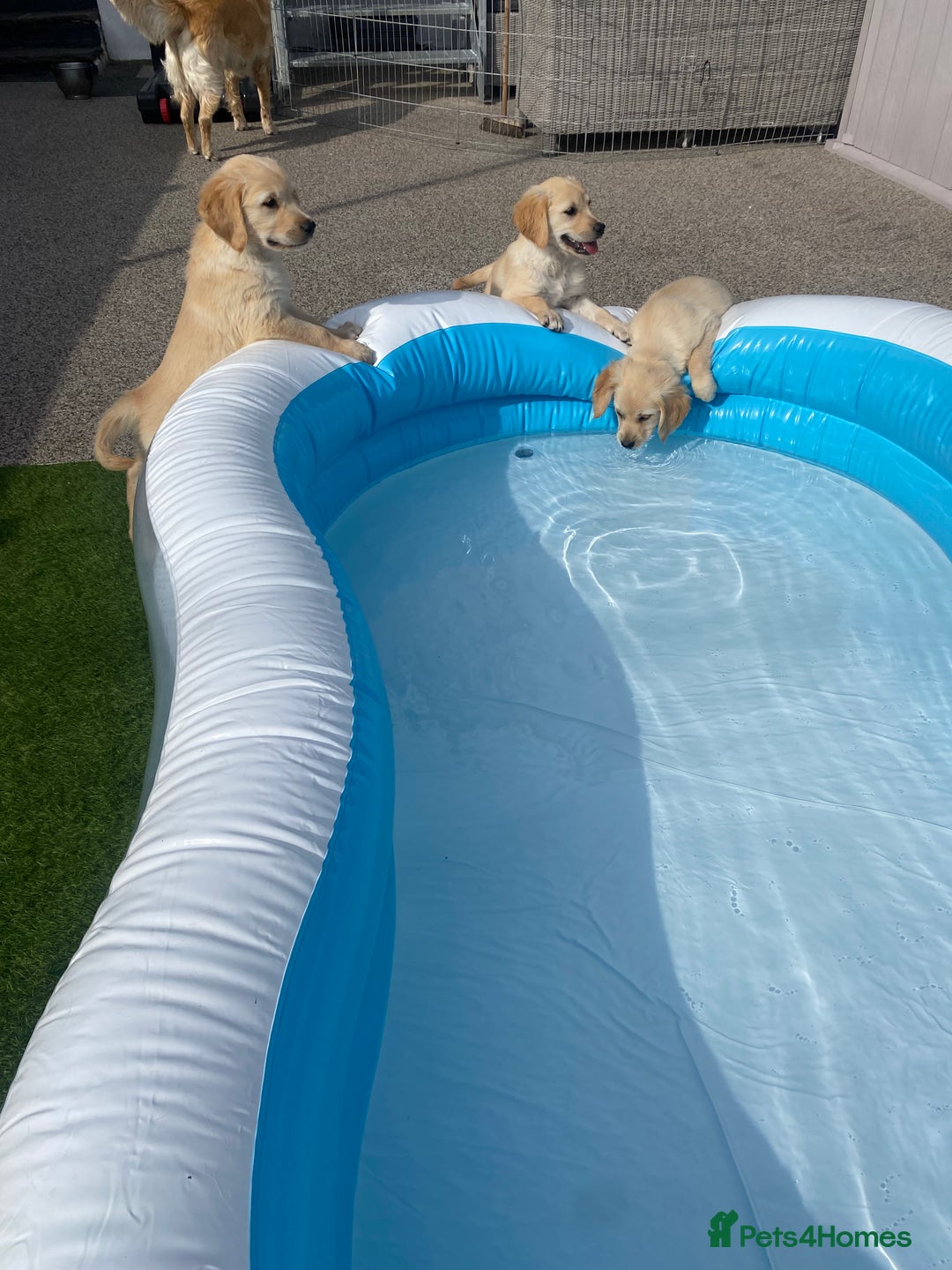 Golden Retriever dogs for sale: Beautiful KC reg Fluffy Golden Retriever Puppies - Image 24