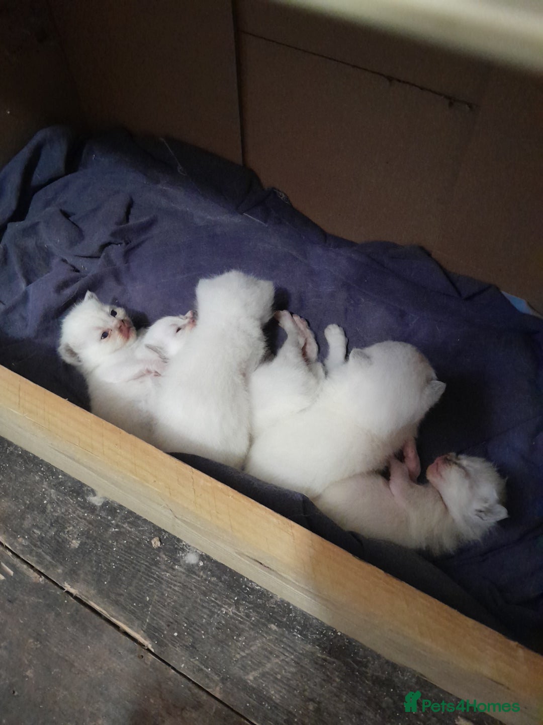British Shorthair cats for sale: British Shorthair Kittens - Lilac Point - Image 3
