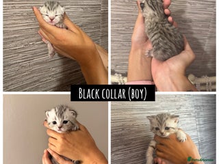 British Shorthair cats 🐾 Beautiful British Shorthair Kittens 🐾 - Advert 18
