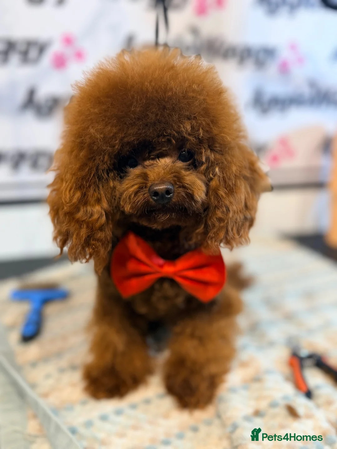 Toy Poodle dogs for stud: Deep Red Asian Toy Poodle Stud - Advert 4