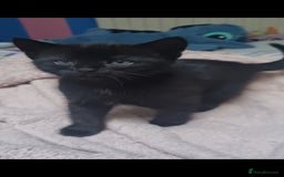 Mixed Breed cats for sale: 2 8wk old kittens  - Image 3
