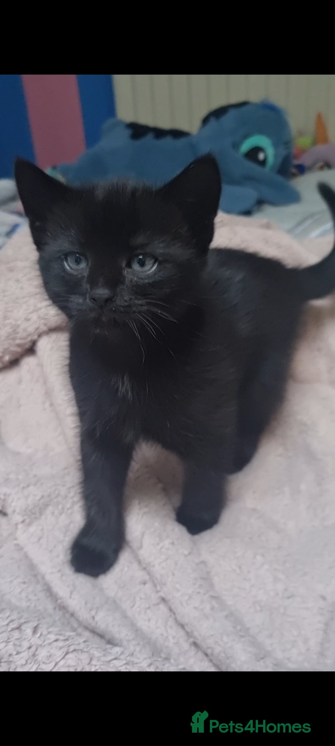 Mixed Breed cats for sale: 2 8wk old kittens  - Image 3