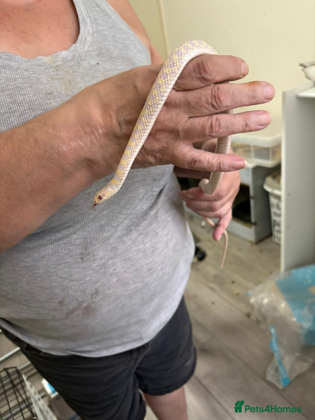 Garter Snake reptiles for sale: Beautiful garter snake for sale - Advert 2