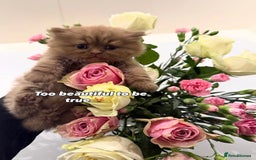 British Shorthair cats for sale: British Short and Long Hair  - Image 19