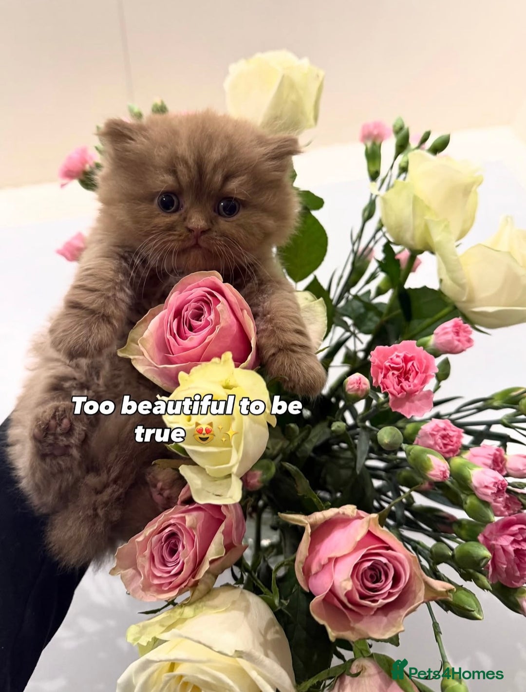 British Shorthair cats for sale: British Short and Long Hair  - Image 19