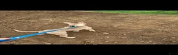 American Bully dogs for sale: Bugzy - Advert 5