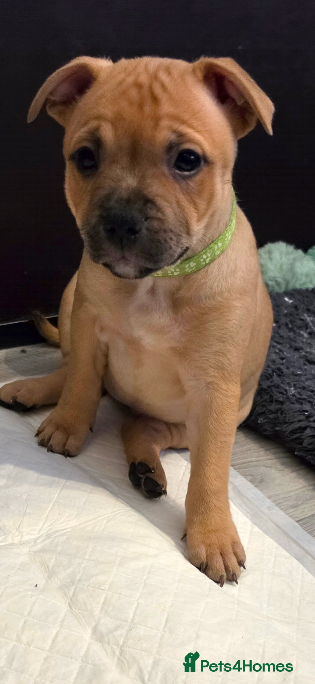 Staffordshire Bull Terrier dogs 8 red K C registered  puppies  - Advert 2