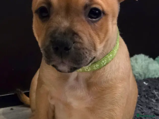 Staffordshire Bull Terrier dogs 8 red K C registered puppies - Advert 2