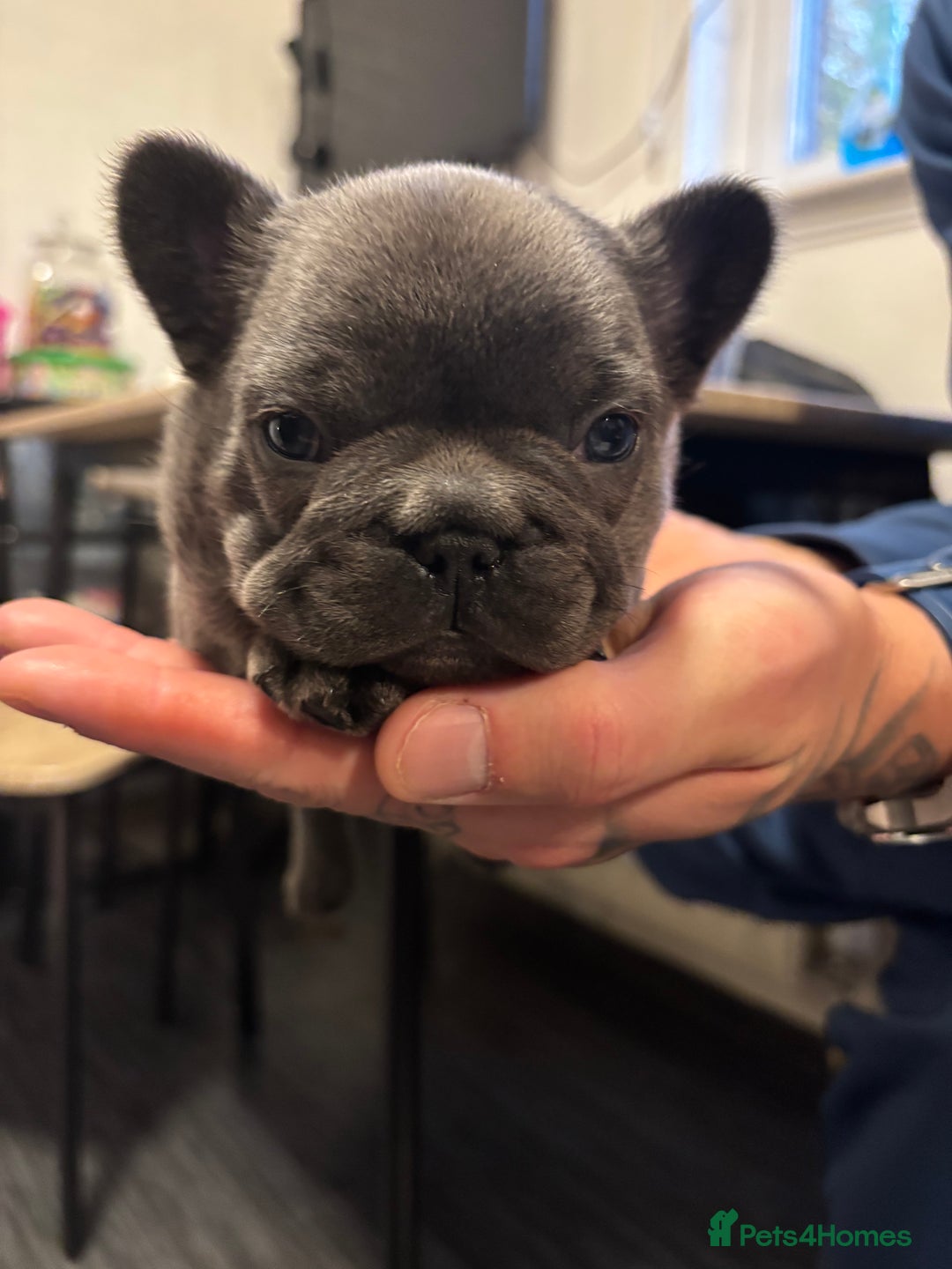 French Bulldog dogs for sale: Male French bulldog puppies  - Advert 2