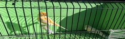 Canaries birds for sale: Canaries  - Advert 9
