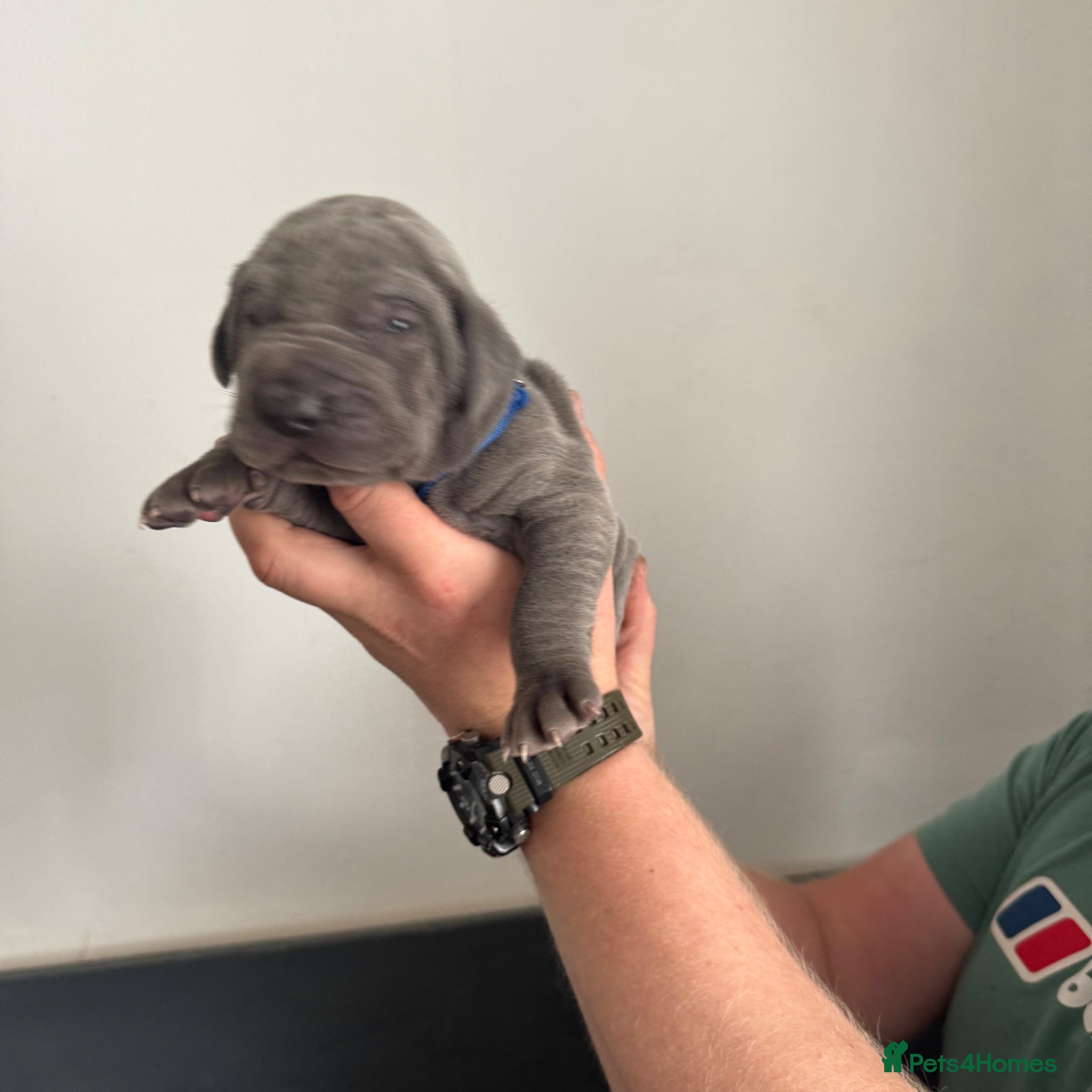 Great Dane dogs Gorgeous blue KC Great Danes - Advert 2