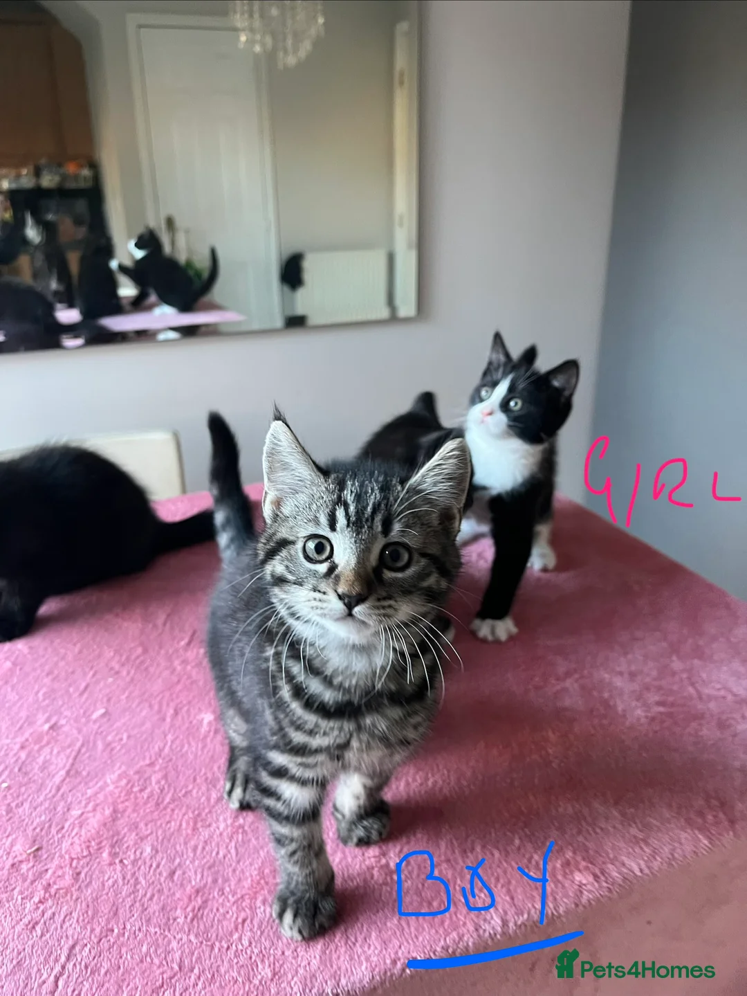 Mixed Breed cats for sale: 4 x Beautiful Playful Kittens Ready NOW - Advert 32