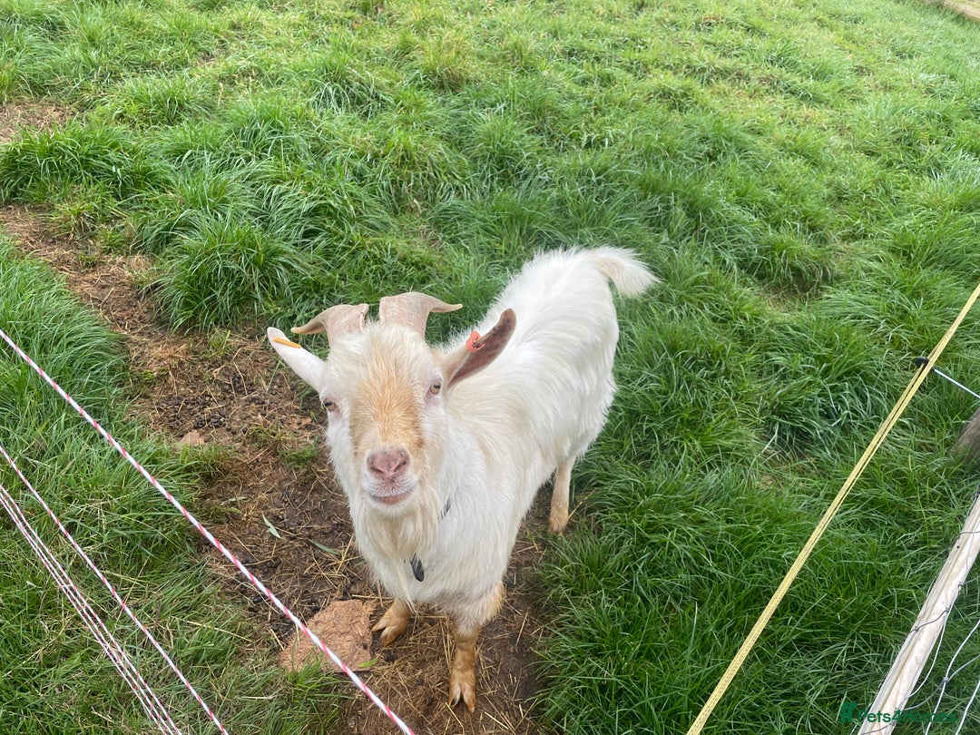 Goats livestock for sale: Golden Guernsey x Pygmy Billy Goat Stud  - Image 3