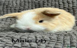 Dwarf Lop rabbits for sale: Pure bred dwarf lops - Image 1