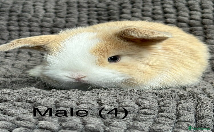 Dwarf Lop rabbits - Advert 2