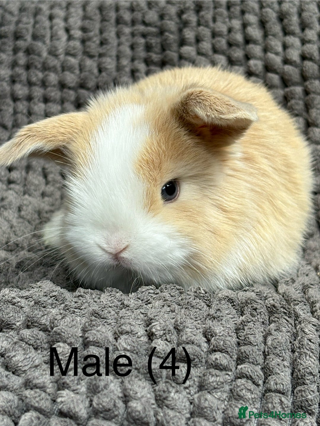 Dwarf Lop rabbits for sale: Pure bred dwarf lops - Image 1