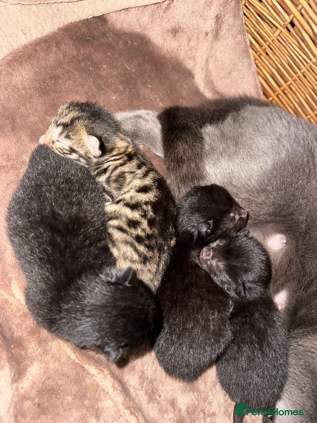Mixed Breed cats for sale: Russian blue cross black and tabby kittens  - Image 14