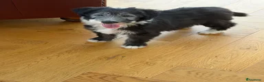 Bearded Collie 5