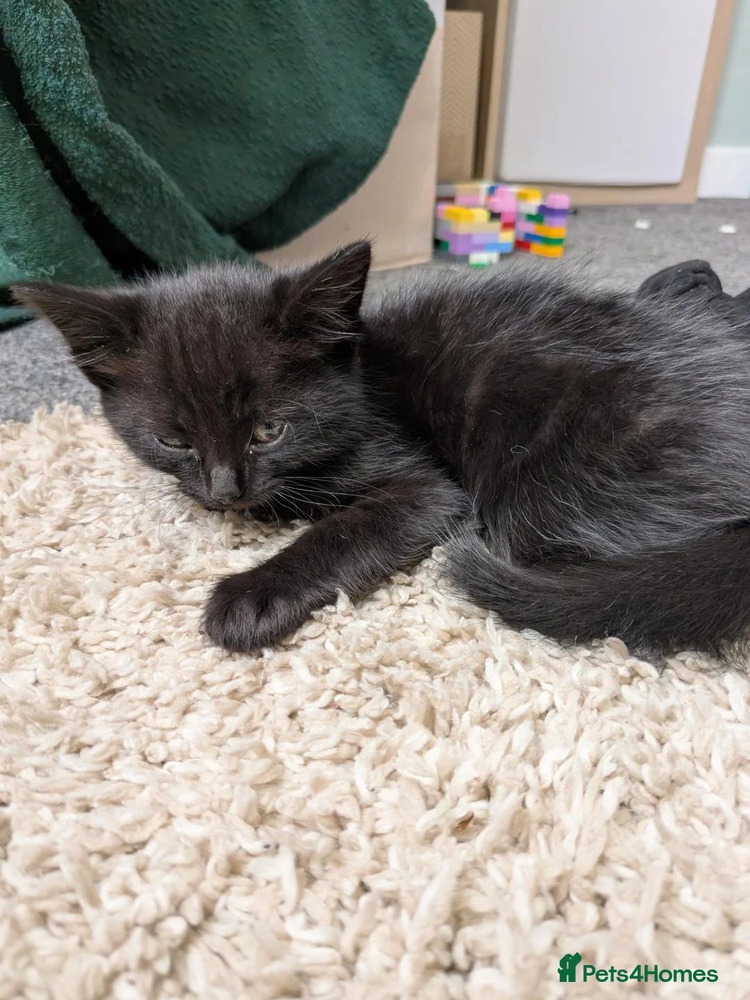Mixed Breed cats for sale: Kitten  - Advert 2