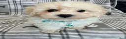 Maltipoo dogs for sale: Happy,loving affectionate Health Tested Maltipoo’s - Advert 35
