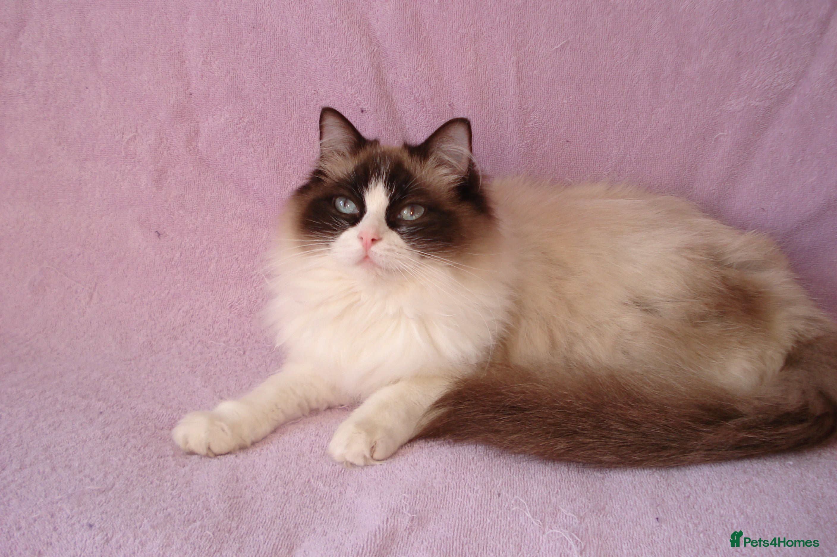 Ragdoll cats EX RAGDOLL BREEDING QUEENS - Advert 5