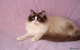 Ragdoll cats for sale: EX RAGDOLL BREEDING QUEENS - Image 1