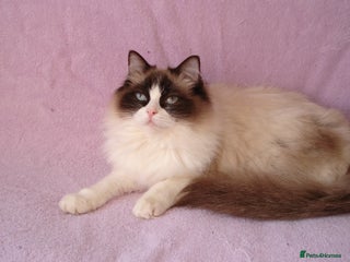 Ragdoll cats - Advert 9