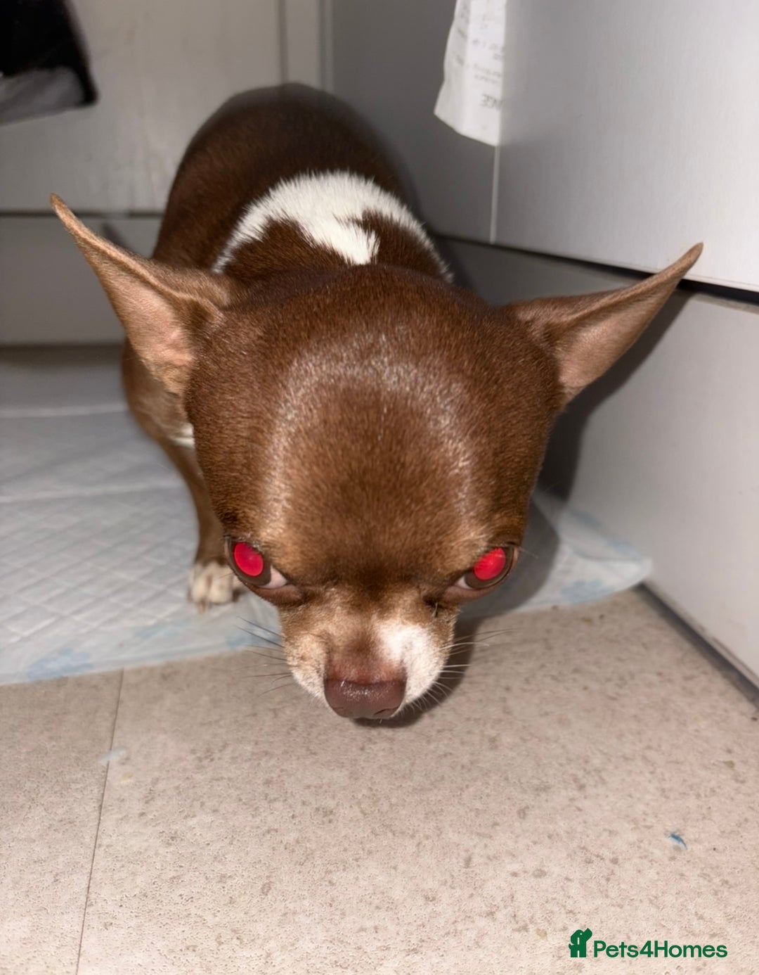 Chihuahua dogs for stud: Super tiny apple head chihuahua for stud  - Image 2
