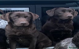 Labrador Retriever dogs for sale: KC Registered working Labrador puppies - Image 12