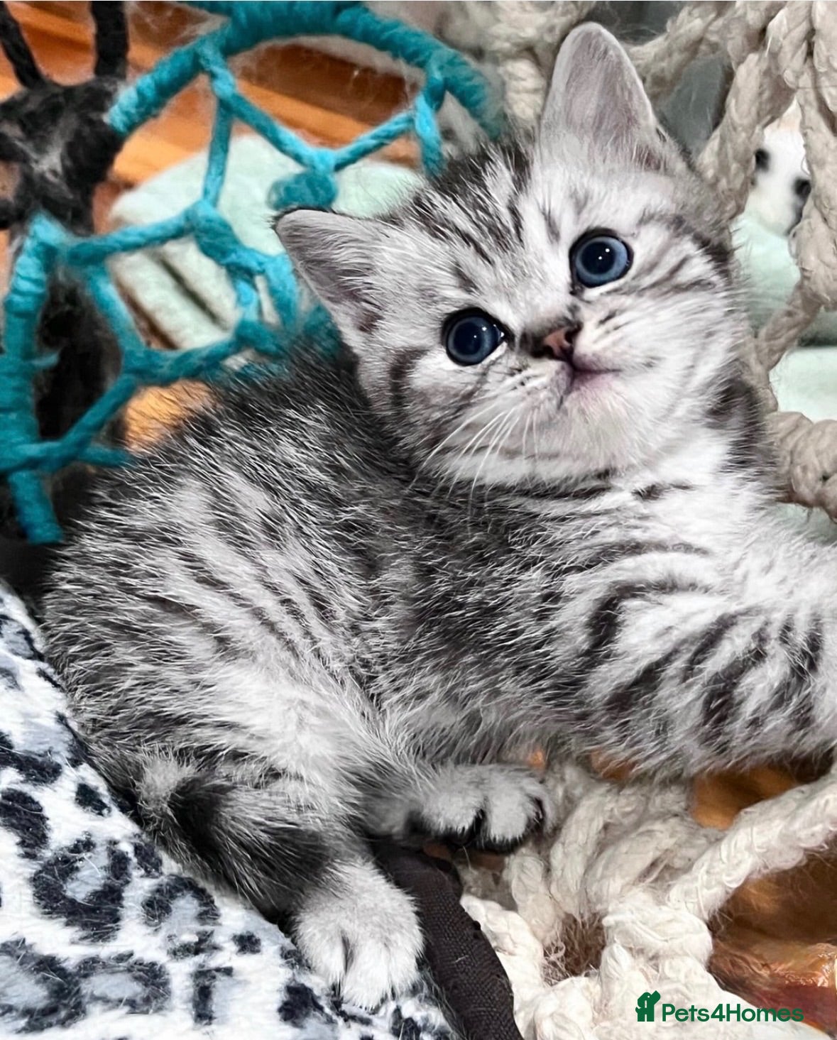 British Shorthair cats Stunning Classic British shorthair kittens - Advert 15