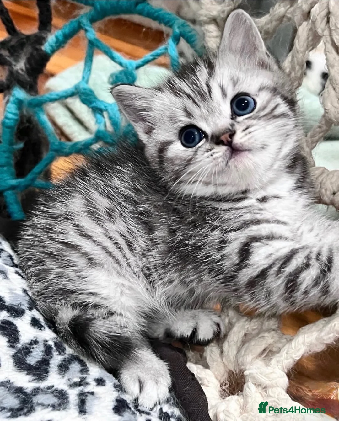 British Shorthair cats for sale: Stunning Classic British shorthair kittens - Advert 1