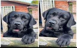 Labrador Retriever dogs for sale: Lovely Black Girl Available  - Image 5