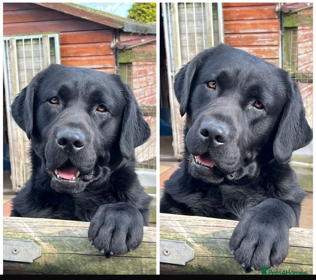 Labrador Retriever dogs for sale: Lovely Black Girl Available  - Image 5