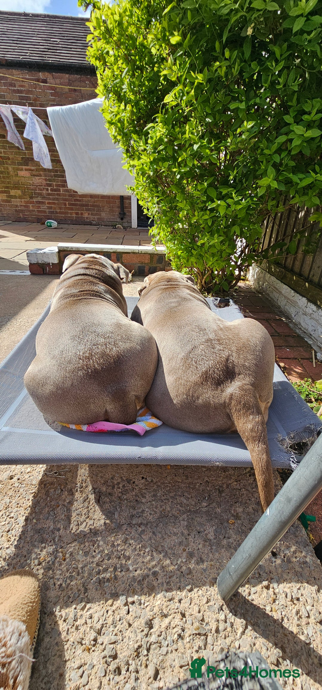 Mixed Breed dogs for sale: The tale of 2 sisters - Image 10