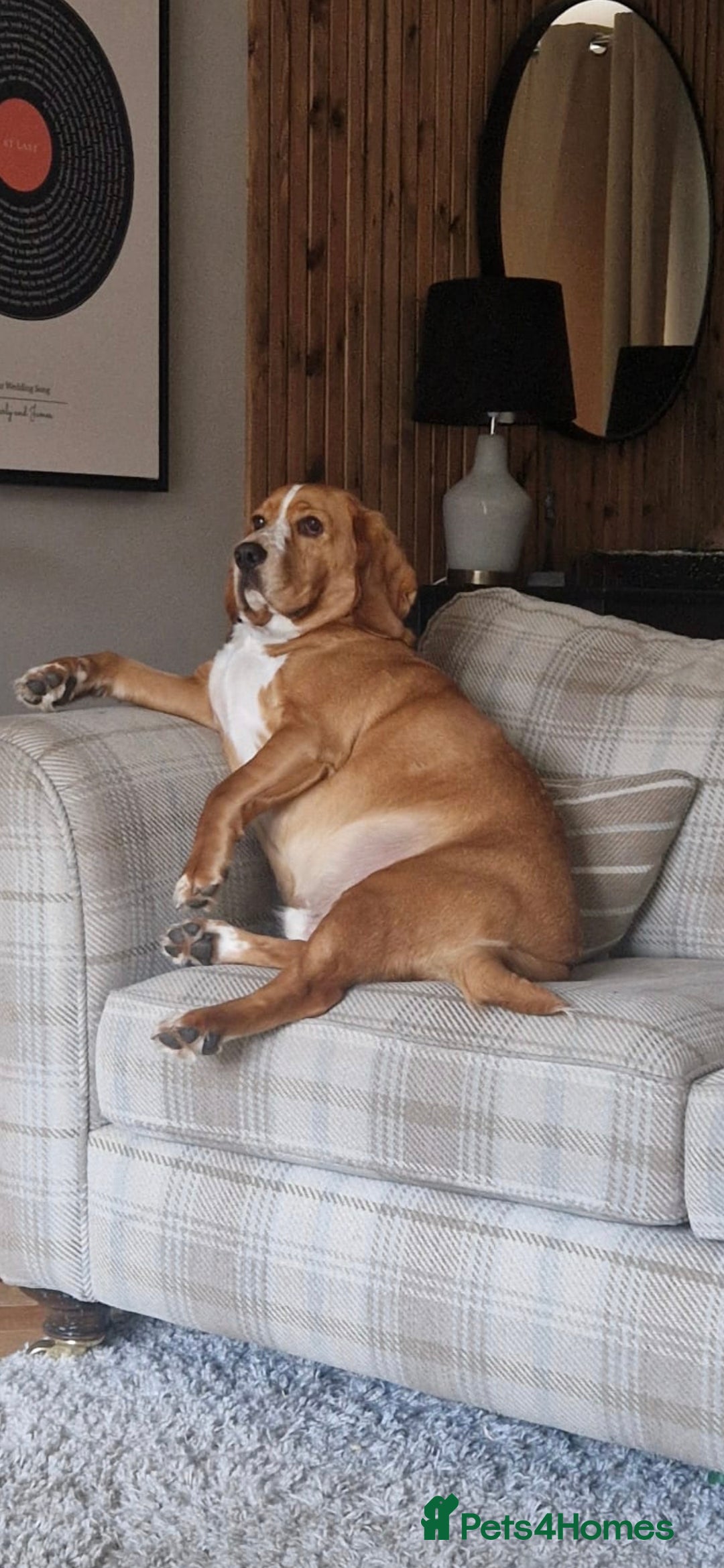 Bocker dogs for sale: Alan the Bocker - Advert 4