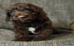 Cockapoo dogs for sale: Gorgeous cockapoo puppies  - Image 14