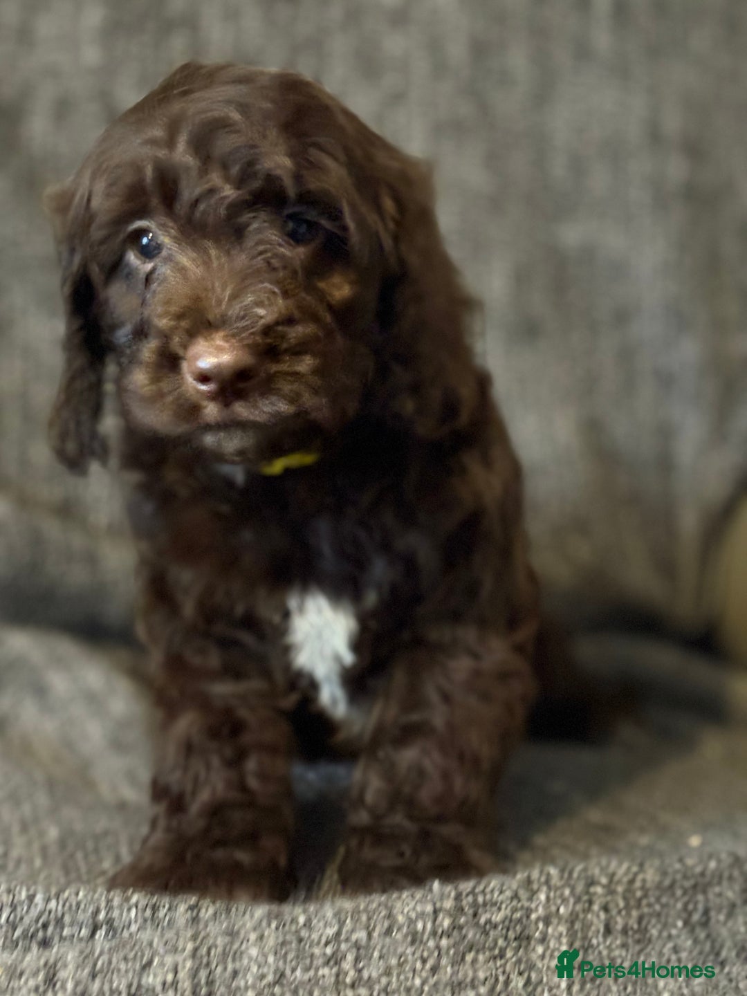 Cockapoo dogs for sale: Gorgeous cockapoo puppies  - Image 14