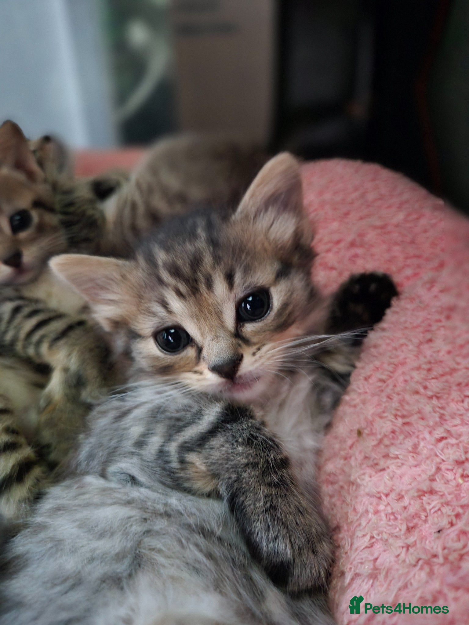 Mixed Breed cats 4 gorgeous boys - Advert 1